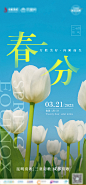 春节节气海报