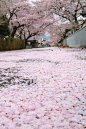 Japanese Cherry Blossoms Symbolism: Extreme beauty, quick death. A beautiful tree, for my beautiful girl.