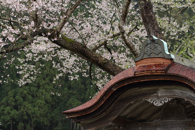 唐門と桜４（ID：4359662）拡大ペ...