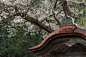 唐門と桜４（ID：4359662）拡大ページ　- 写真共有サイト:PHOTOHITO