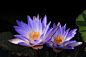 莲花山睡莲