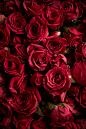 美丽的玫瑰背景玫瑰为落叶灌木，枝杆多针刺，奇数羽状复叶，小叶5-9片，椭圆形，有边刺。花瓣倒卵形，重瓣至半重瓣，花有紫红色、白色，果期8-9月，扁球形。