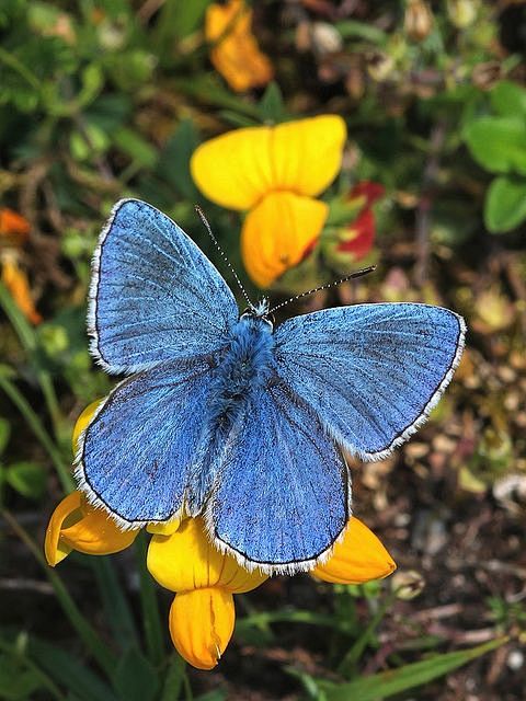 Adonis Blue