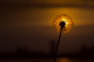 Dandelion by Florin Maciuca on 500px