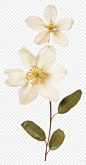 PNG Real Pressed a Jasmine flower blossom petal.