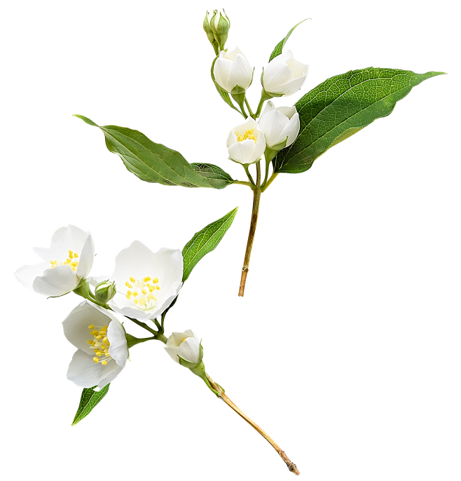 透明花