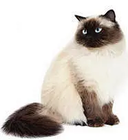喜马拉雅猫