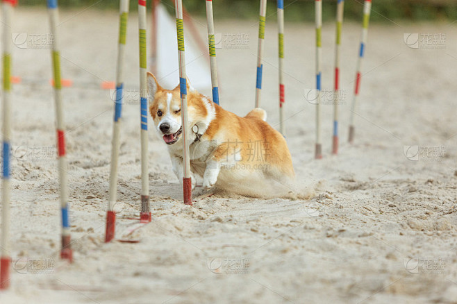 可爱的小柯基犬在比赛中表演