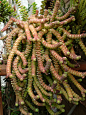 【钱串景天】flora-file:

Crassula marneriana (by Luis Borja)
