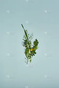 浅蓝色背景上的野花花束