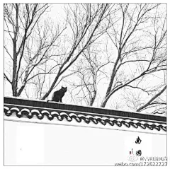古典新风尚的照片 - 微相册