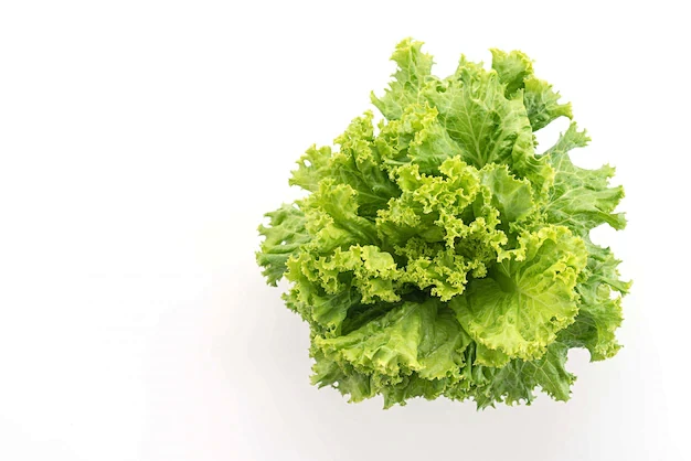 Fresh lettuce