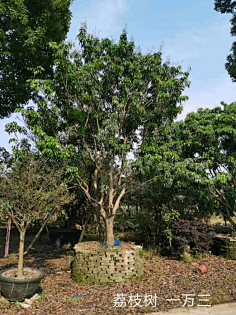 常绿小乔木-花瓣网|陪你做生活的设计师 | 水石榕