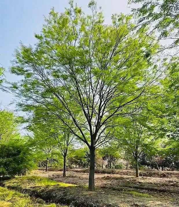 J-榉树4-花瓣网