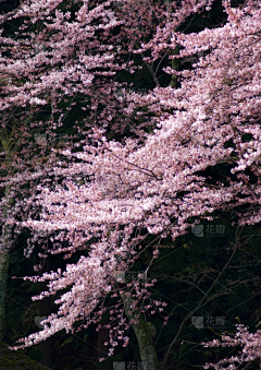 花瓣素材-风景图片采集到春天图片