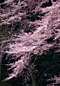 樱桃树,花朵,枝,吉野樱花,亚洲樱桃树,垂直画幅,春天,樱花,无人,粉色