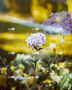 花朵 花园 美丽的花朵 盛开 手机壁纸4K Iphone壁纸