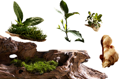 xiaochouxia-D采集到花草植物