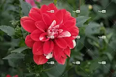 花 酷背景 开花 花卉背景 美丽的壁纸 Windows壁纸 高清壁纸