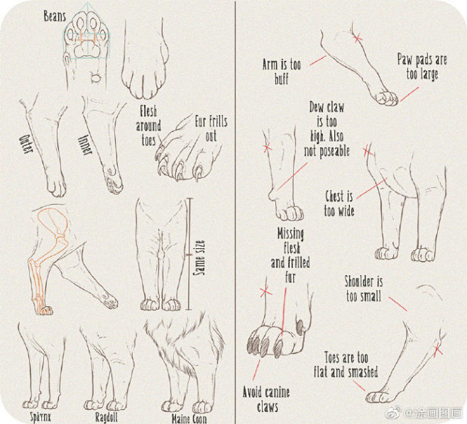 犬科和猫科动物画法 ​​​​