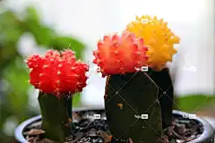 仙人掌 丰富多彩的 自然 花卉背景 花壁纸 保持安全 植物