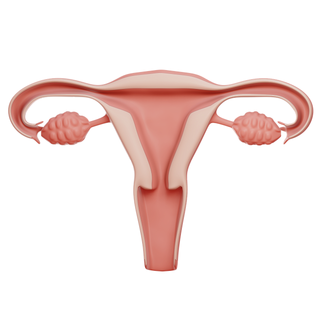 vagina