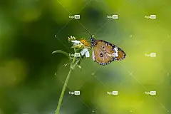 蝴蝶 热带 泰国 昆虫 异国情调 花壁纸 翅膀 动物 自然