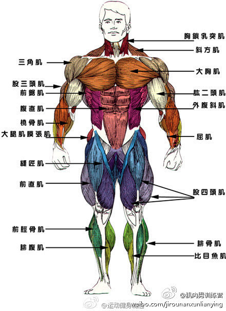人体肌肉分布图。