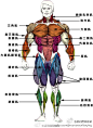 人体肌肉分布图。