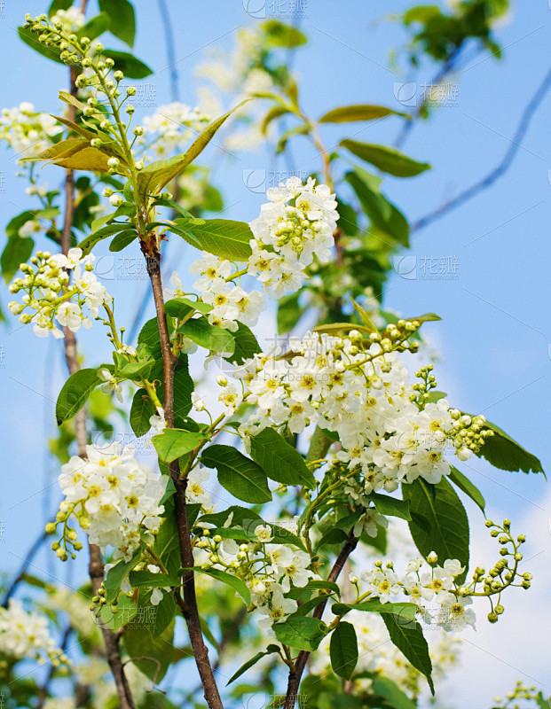 白色,樱桃树,花束,垂直画幅,美,新的,...