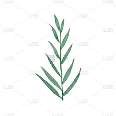 可爱的手绘森林树叶在树枝上。水彩插画叶子为婚礼装饰和安排。