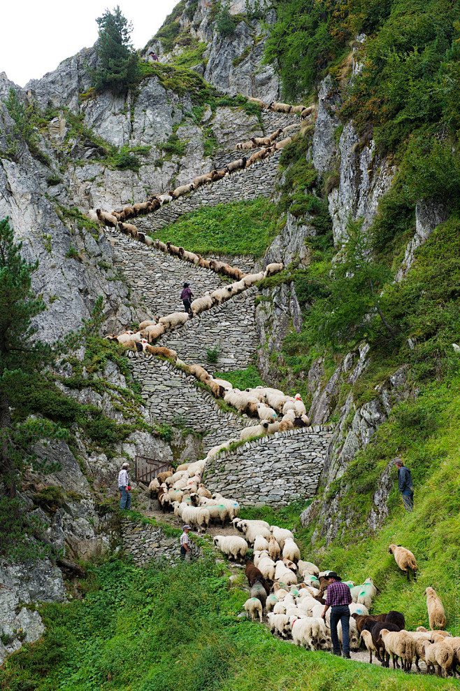 田园牧歌。夏天，牧羊归来。瑞士