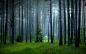 General 1920x1200 nature landscape mist forest grass trees spring green