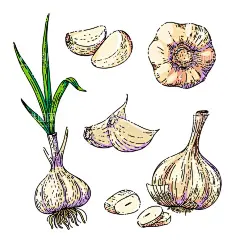 美食    - 源文件下载【酷图网】美食,菜单,菜谱,美食插画,手绘美食,食物,饺子,油角子,香菇,西红柿,早餐,面包,肉,肉类,熏肉,火腿,寿司,烹饪,薯条,烤鸡,汉堡,香肠,蔬菜,蛋糕,鱼,海鲜,龙虾,大鱼,美酒,蒜,洋葱