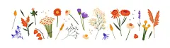 图源免费EPS文件 |野生和花园花卉套装。不同的野花、草地植物。干燥和新鲜的草药：满天星、薰衣草。花卉、植物装饰。白色背景上的平面孤立矢量插图