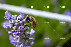 薰衣草 花卉背景 花壁纸 笔记本电脑壁纸 花 Mac壁纸 蜜蜂
