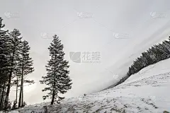 冬天的风景。在蓝天和云杉林的映衬下，在寒冷的晴天，山坡上孤零零的高大松树。