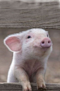 sweet little piglet: 