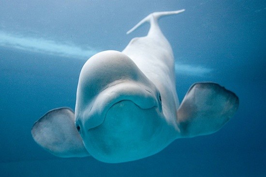  A curious Beluga wh...