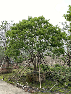 EJ素材搜集采集到EJ-植物-乔木