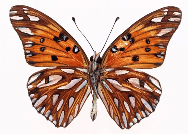 昆虫_摄影黄色蝴蝶标本图片1265