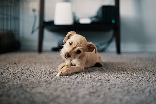 Photo of Puppy Lying...