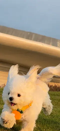 狗狗 汪星人 手机壁纸