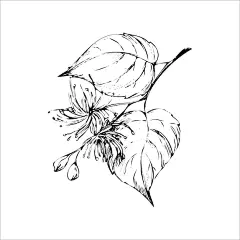 Linden branch with flowers vector illustration in hand engraving style