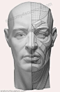 Head & Neck Anatomy anatomy for sculptors - Sök på Google