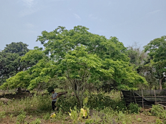 Apr9th采集到ZW-植物单体