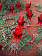 Desert pea 沙漠豌豆 