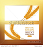 Ears of wheat. Design Banner Template. Vector illustration.
