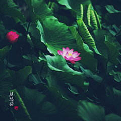 浮云掠影采集到六月荷花(花神西施)凌波一舞碧罗舒,落月纷纷过眼虚。摇曳芳魂云水