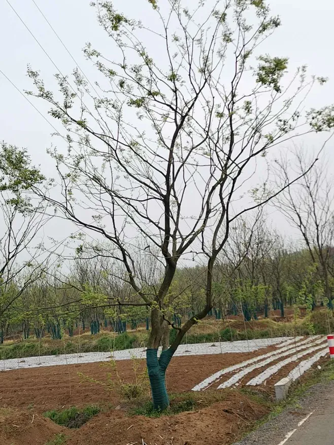 低分枝朴树23cm-花瓣网